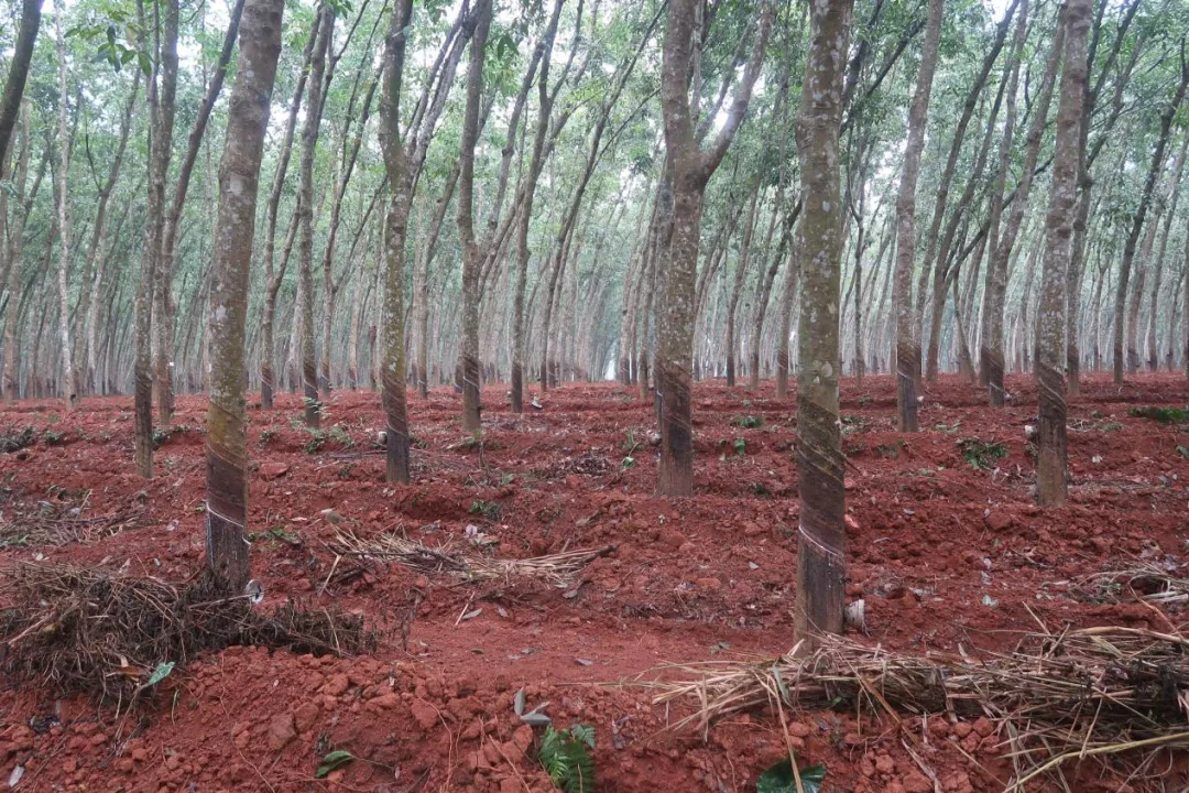 1734657947040058093.jpg 1734657947040058093.jpg