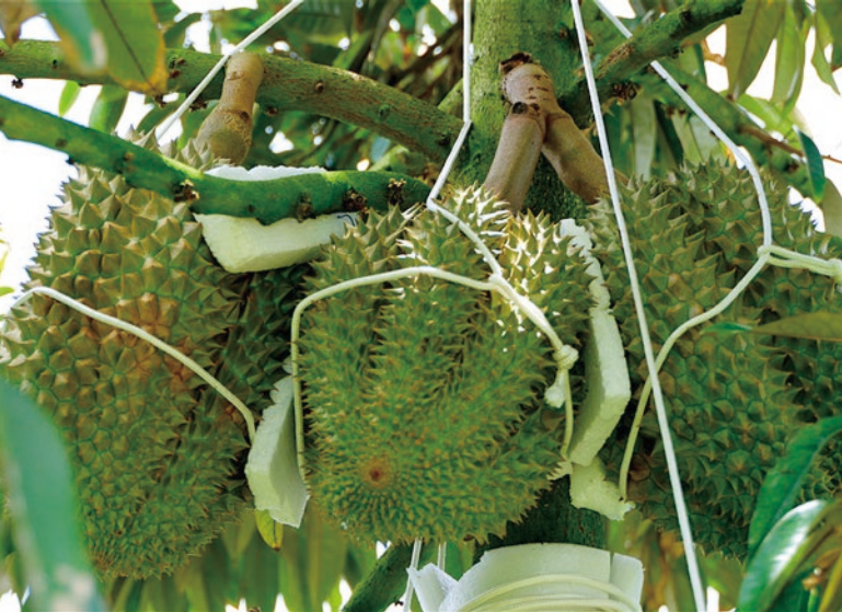 臻品果業(yè)榴蓮